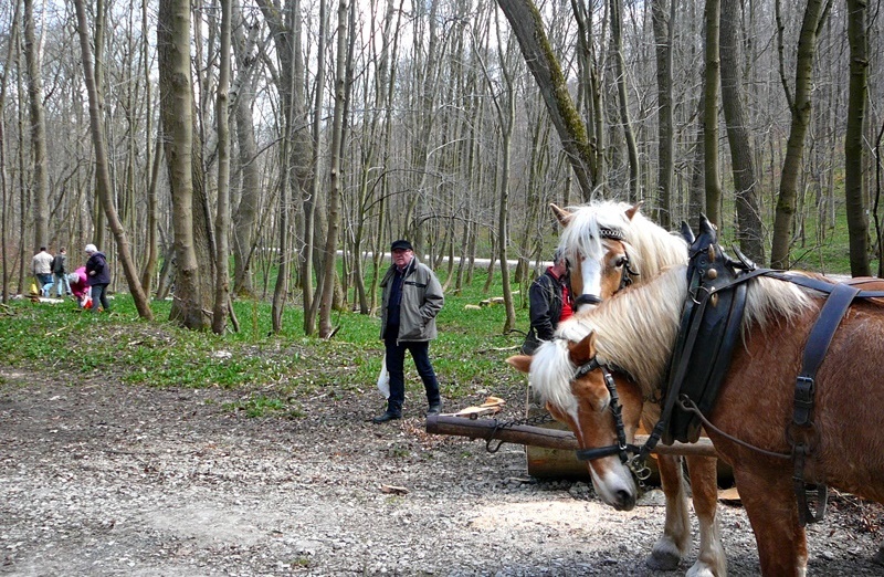 B&auml;rlauchkutsche