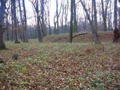 W&auml;lle der Helbeburgruine