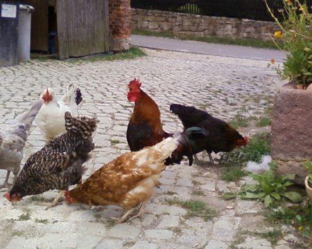 H&uuml;hnerhof mit kr&auml;hendem Hahn