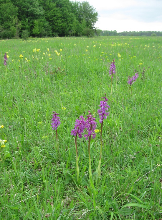 Bl&uuml;hendes Knabenkraut