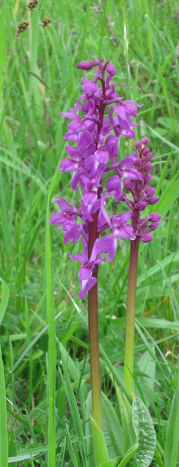 Bl&uuml;tenstand Knabenkraut