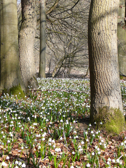 M&auml;rzenbecherbl&uuml;tenteppich