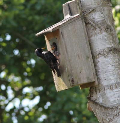 Star f&uuml;ttert Junge